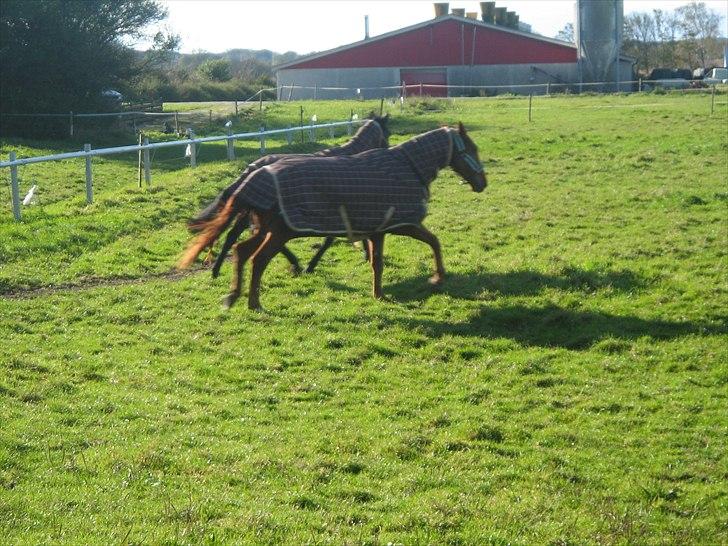 Dansk Varmblod Bækgårdens Amazing SOLGT billede 2