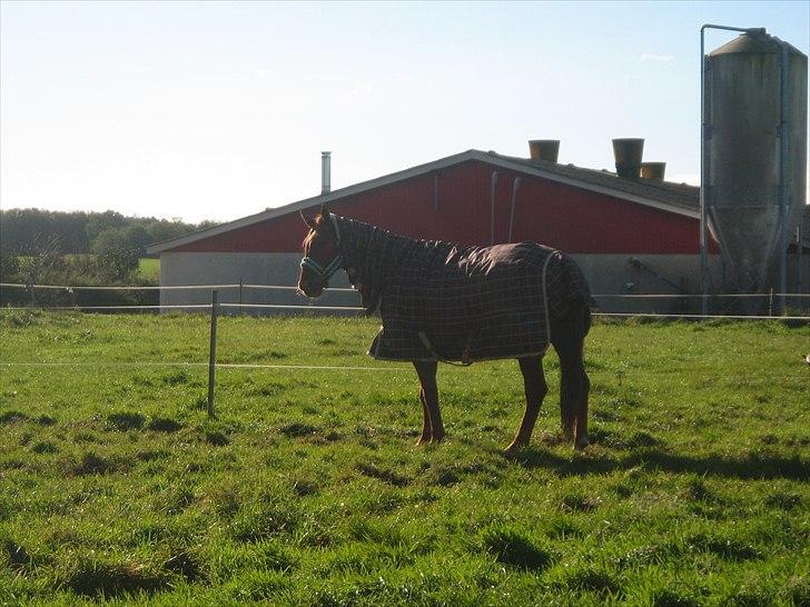 Dansk Varmblod Bækgårdens Amazing SOLGT billede 3