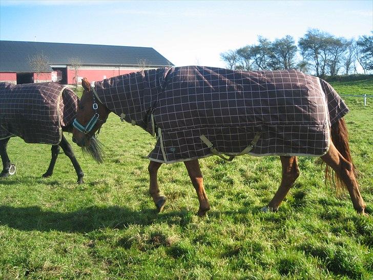 Dansk Varmblod Bækgårdens Amazing SOLGT billede 4