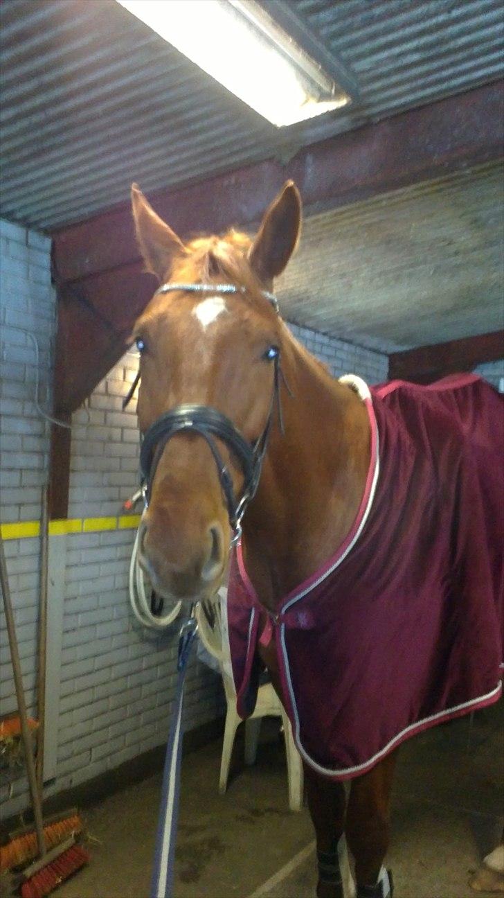 Dansk Varmblod Bækgårdens Amazing SOLGT billede 5