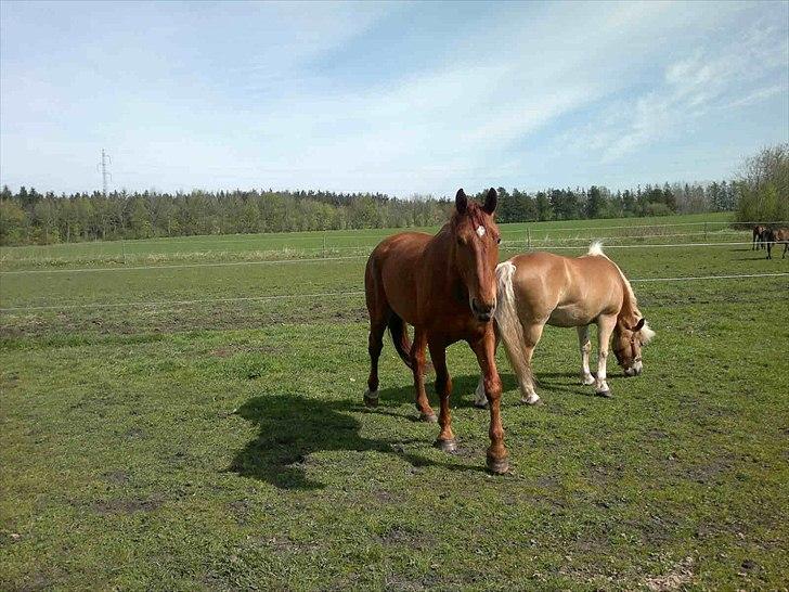 Dansk Varmblod Bækgårdens Amazing SOLGT billede 6