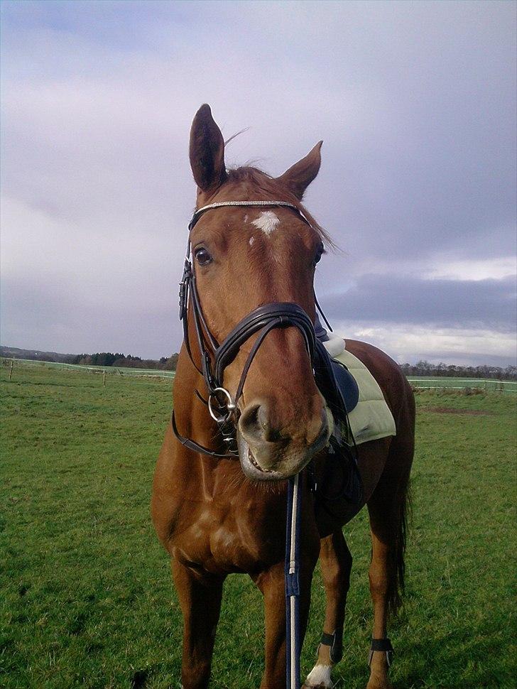 Dansk Varmblod Bækgårdens Amazing SOLGT billede 7