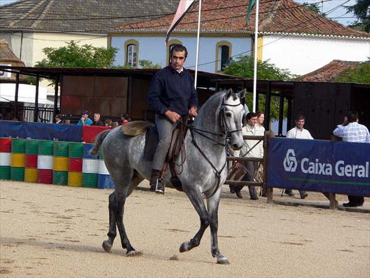 Lusitano Vento - Vento i Portugal billede 8