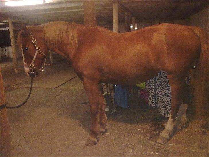 Frederiksborg Locky Classic billede 9