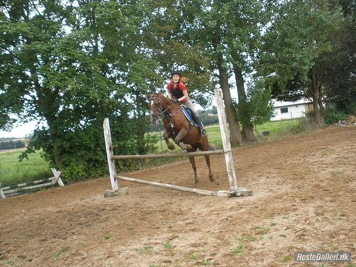 Hollandsk Sportspony Daisy - her springer vi 80 cm. hos Anna og Maria billede 1