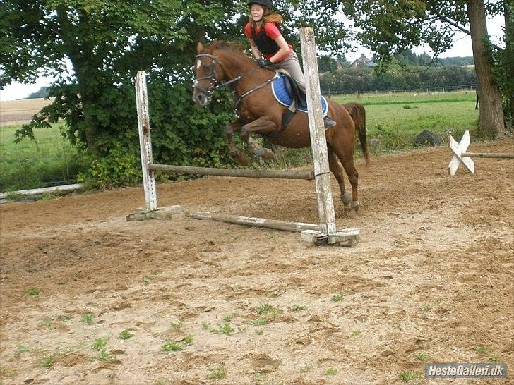 Hollandsk Sportspony Daisy billede 3