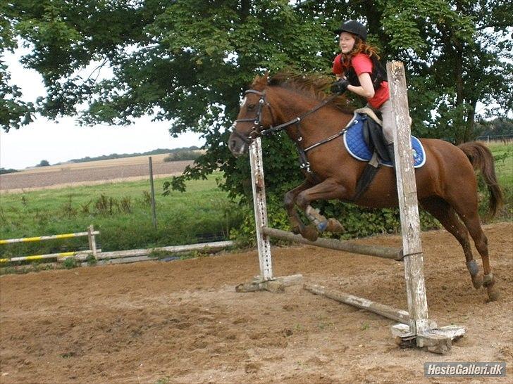 Hollandsk Sportspony Daisy billede 4