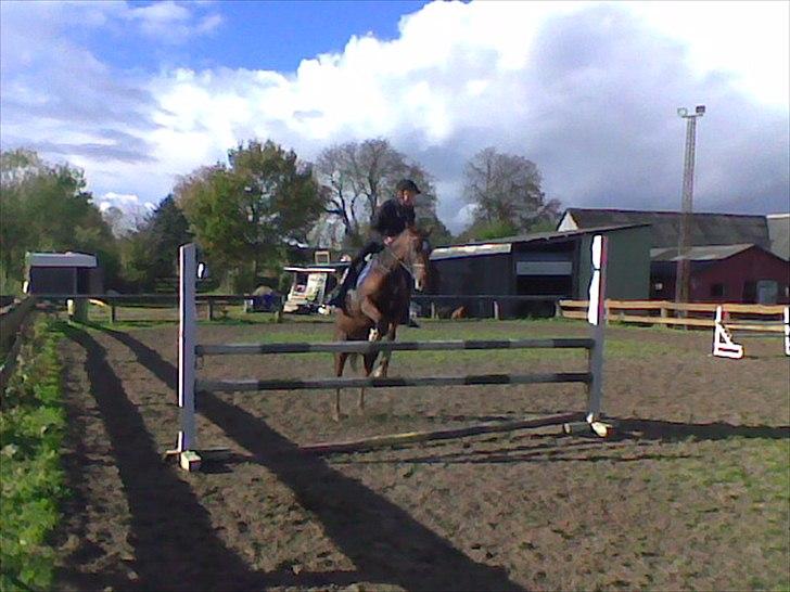 Hollandsk Sportspony Daisy - Springer 1 m.  billede 5