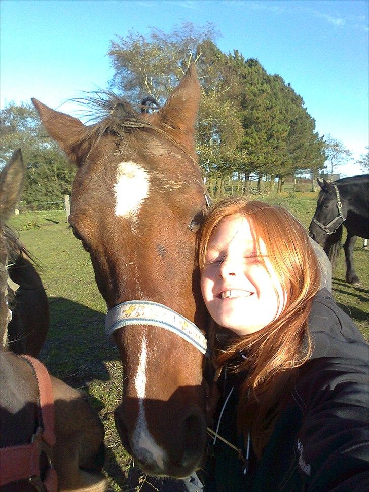 Hollandsk Sportspony Daisy - pusse nusse pony billede 6