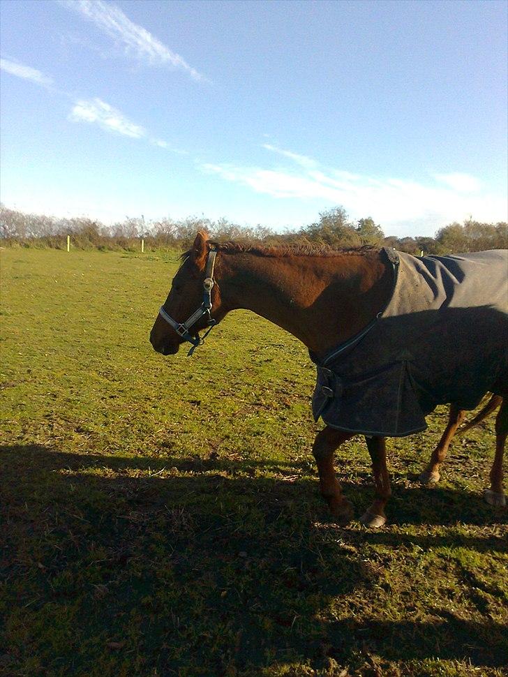 Hollandsk Sportspony Daisy - Nu flygter hun !! billede 7