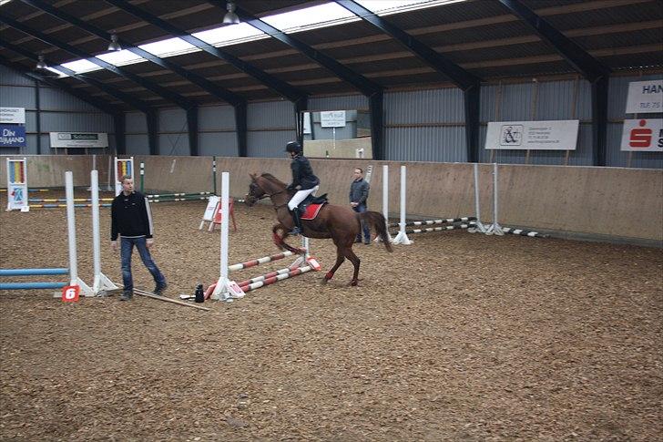 Hollandsk Sportspony Daisy - på banen til stevnet (  Klasse : LE) billede 8