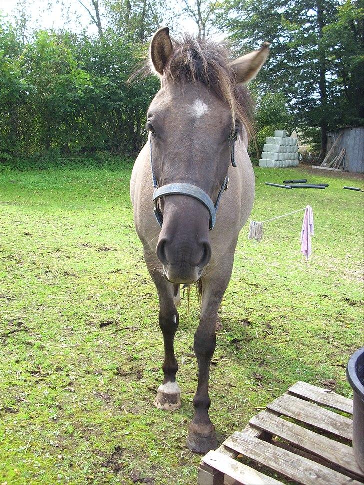 Anden særlig race Skovbjerggaards Astucia - :-D billede 6