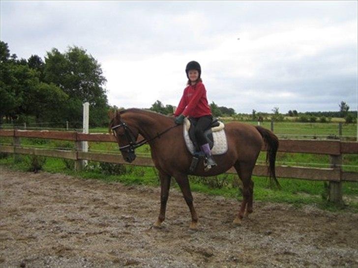 Hollandsk Sportspony Daisy billede 9