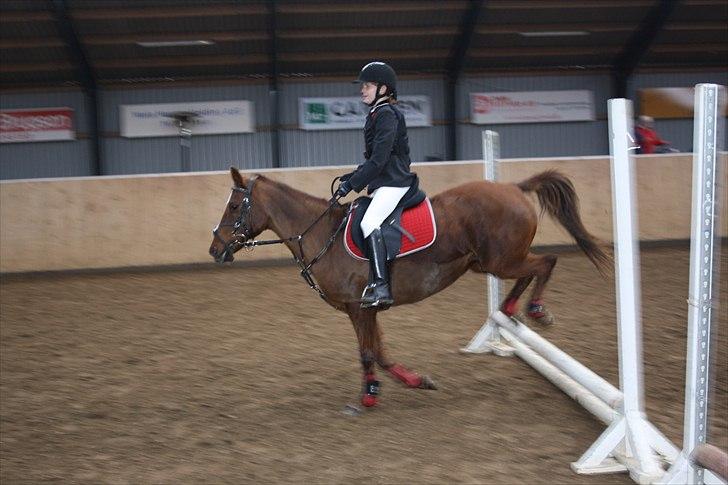 Hollandsk Sportspony Daisy - opvarmning billede 11