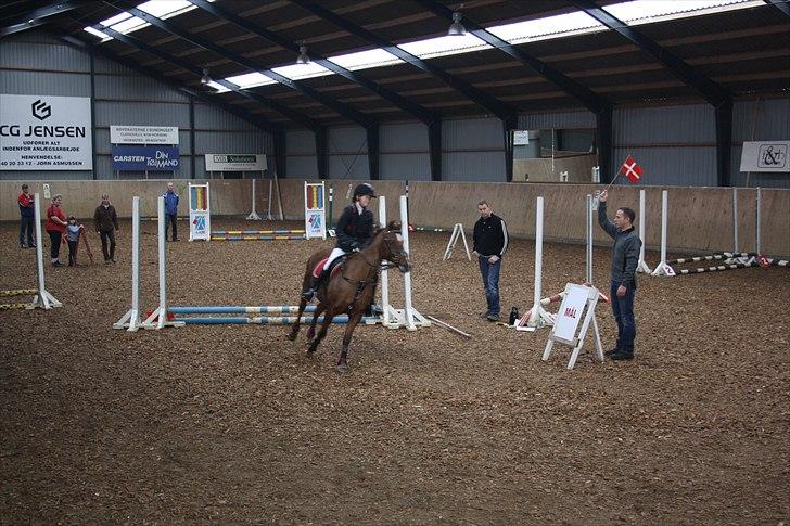 Hollandsk Sportspony Daisy - på banen til stevnet (  Klasse : MIDI ) billede 12