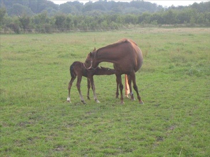 Hollandsk Sportspony Daisy - Dengang daisy havde føl Gode tider..... billede 13