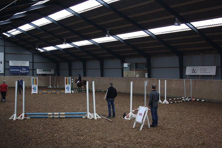 Hollandsk Sportspony Daisy - på banen til stevnet (  Klasse : MIDI ) billede 14