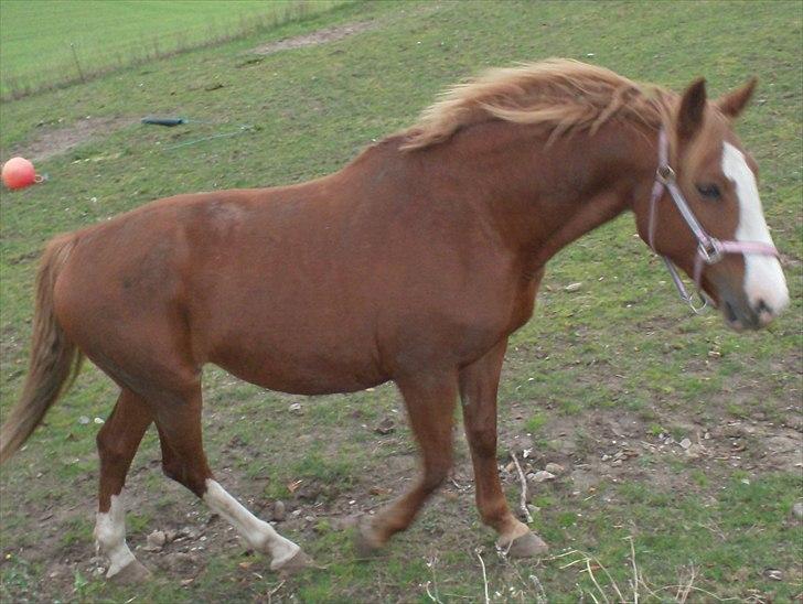 Frederiksborg Locky Classic billede 10