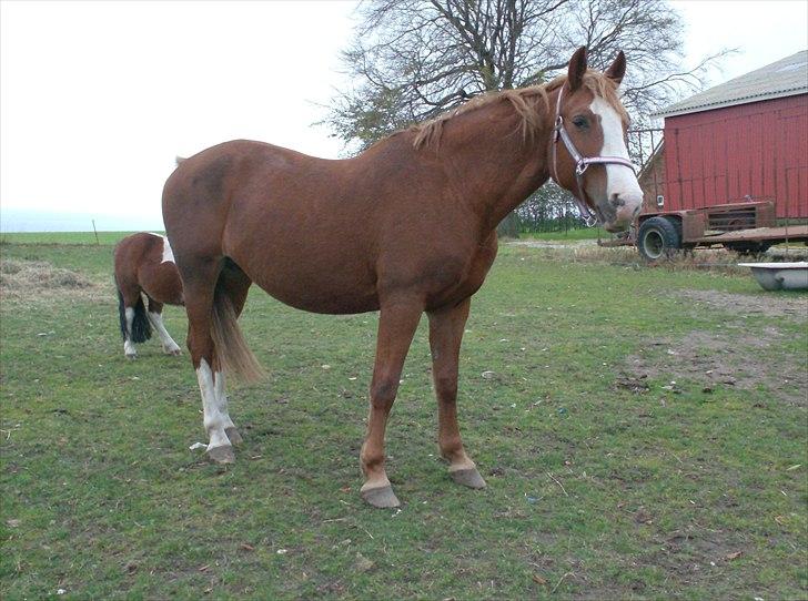 Frederiksborg Locky Classic billede 11