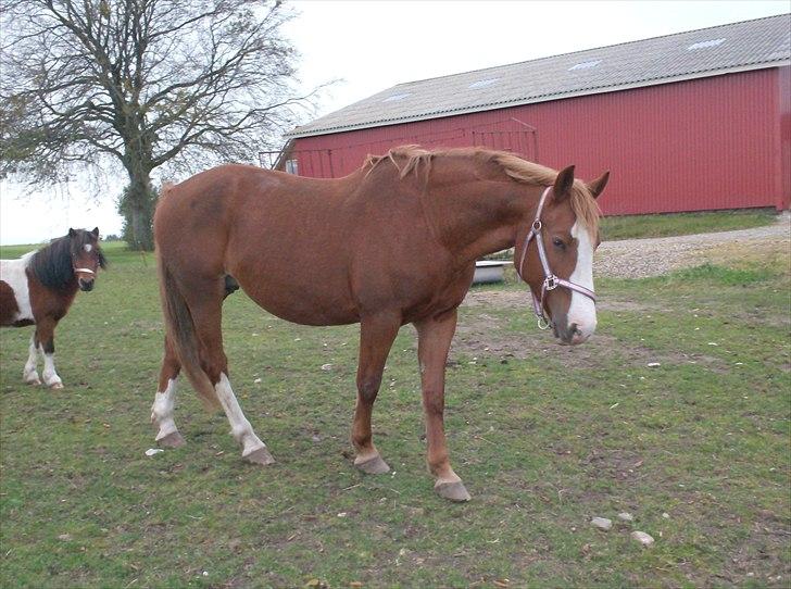 Frederiksborg Locky Classic billede 12