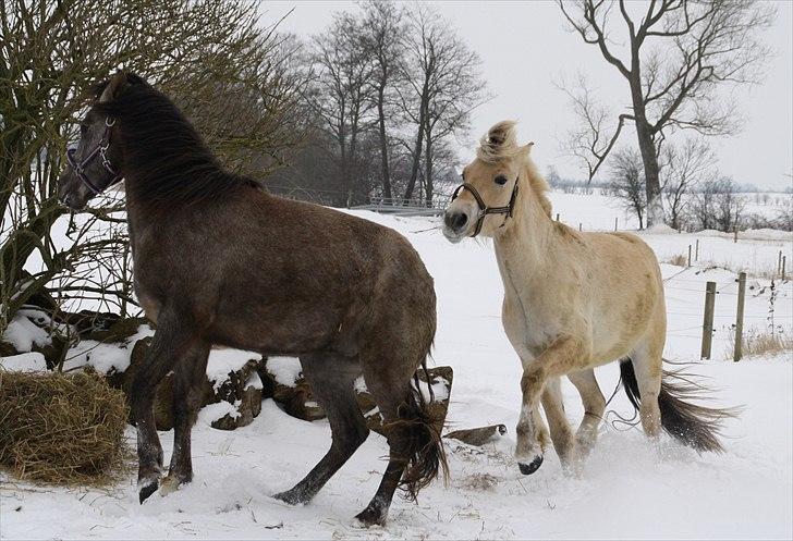 DSP Zulu RIP <3 - vinteren 2011 lige kommet ud sammen med den beste ven så skal der leges <3 billede 3