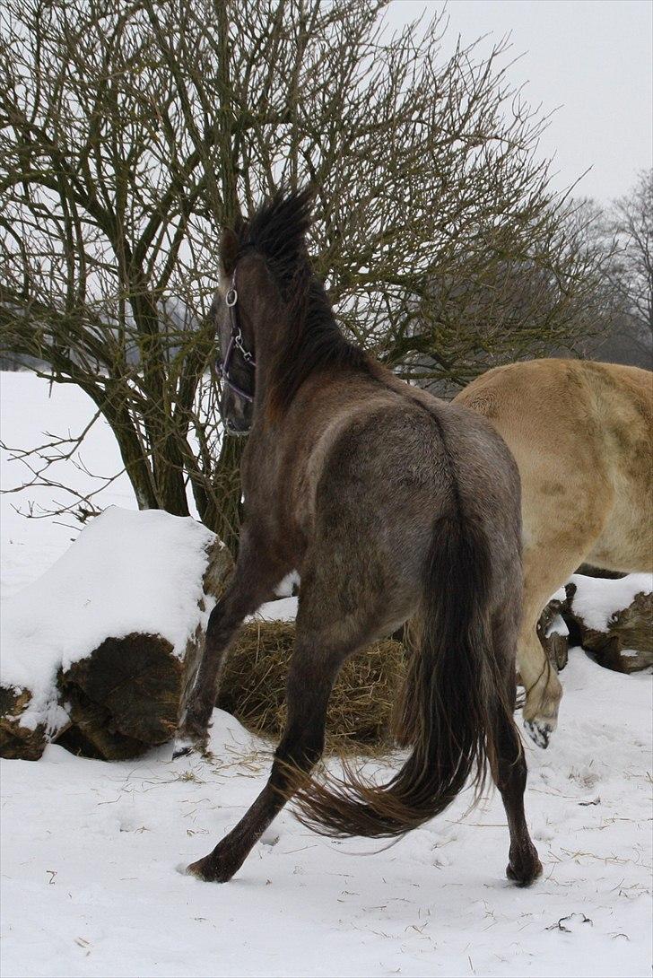 DSP Zulu RIP <3 - hop hop HOP jeg er vild<3 :b billede 5