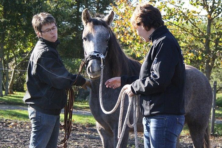 DSP Zulu RIP <3 - god dreng du bliver beder og beder :b <3 billede 7