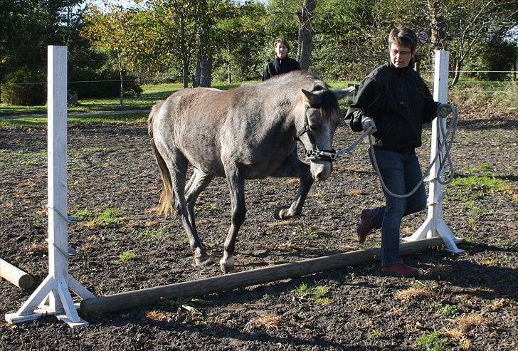 DSP Zulu RIP <3 - flyv der liger noget på jorden bomtrening du er blevet så god :b<3 billede 8