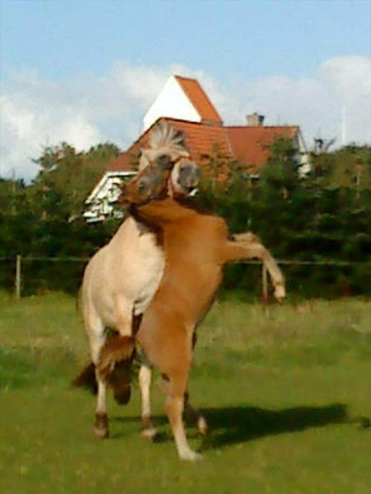 DSP Zulu RIP <3 - leg med FEDE FREDE på follen :) billede 9