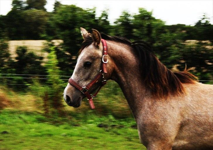 DSP Zulu RIP <3 billede 10