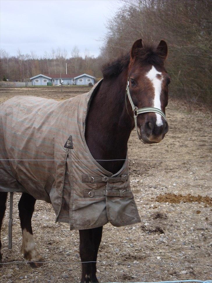 Hollandsk Sportspony Bon Fire     billede 1