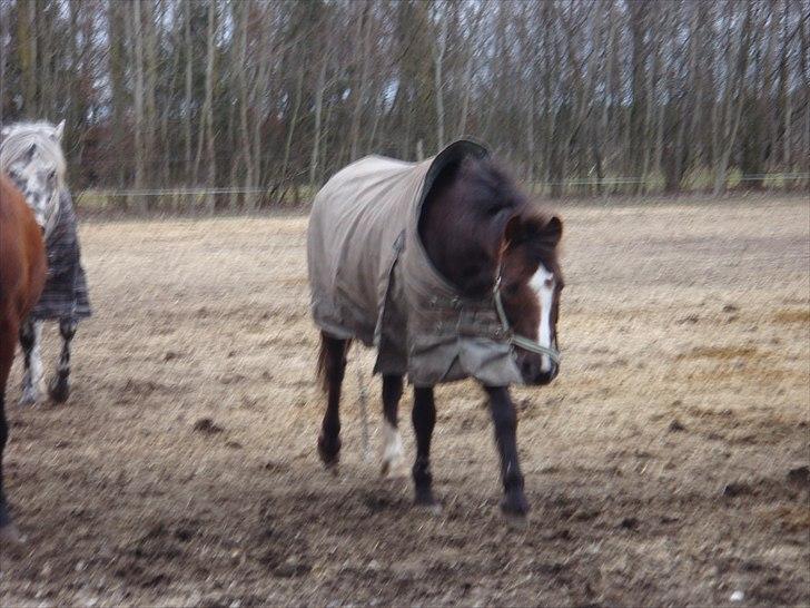 Hollandsk Sportspony Bon Fire     billede 2