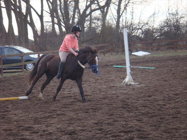 Hollandsk Sportspony Bon Fire     billede 3