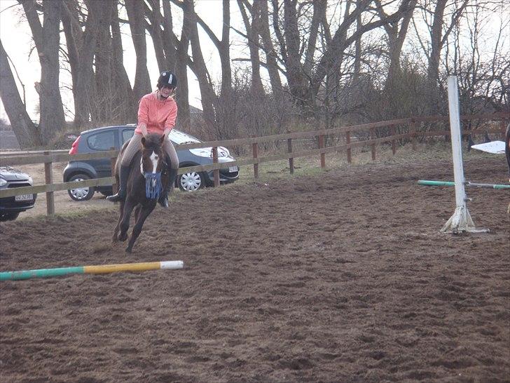 Hollandsk Sportspony Bon Fire     billede 4