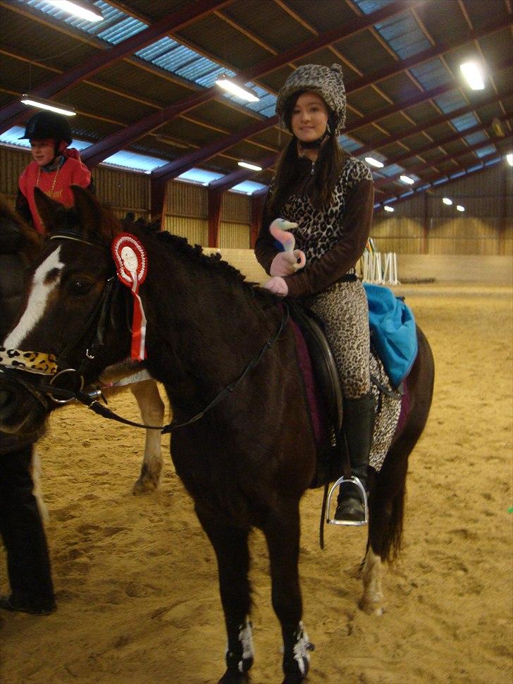 Hollandsk Sportspony Bon Fire     billede 5