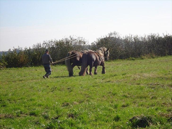 Jyde Dawn Af Aggersgård RIP - Dawn går første gang med tømmer og har læremesteren Kira ved sin side. billede 13