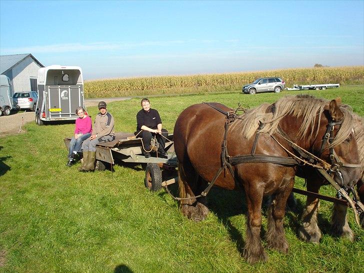 Jyde Dawn Af Aggersgård RIP - En meget stolt ejer altså mig styrer vognen. billede 14