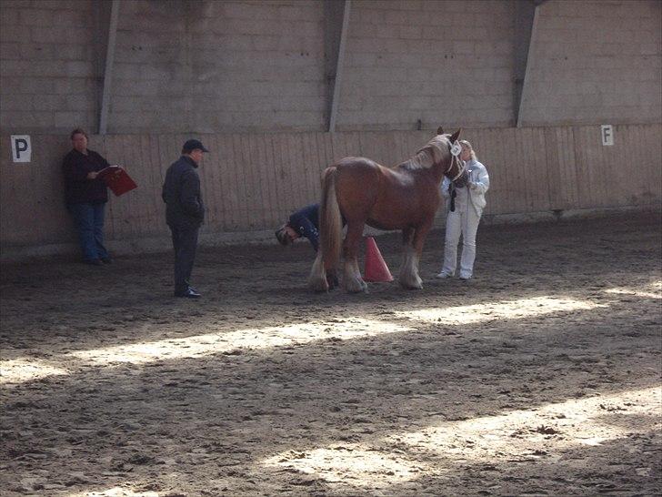Jyde Camilla Af Aggersgård - Camilla til bedømmelsen i revsø billede 13