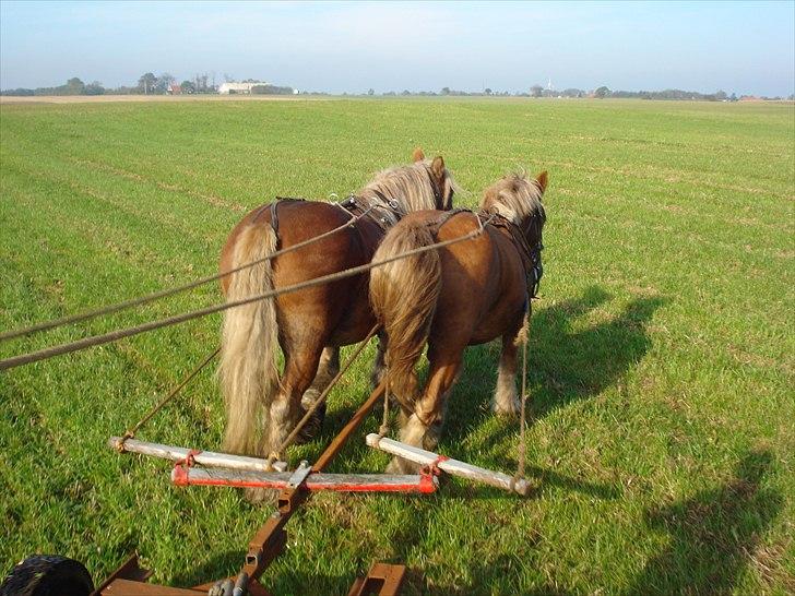 Jyde Camilla Af Aggersgård - camilla og Kira på gåtur med vogn. billede 15