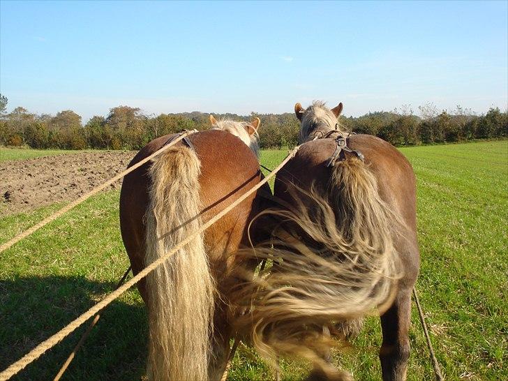 Jyde Kira Af Aggersgård RIP - Kira lære Dawn at gå for vogn billede 11