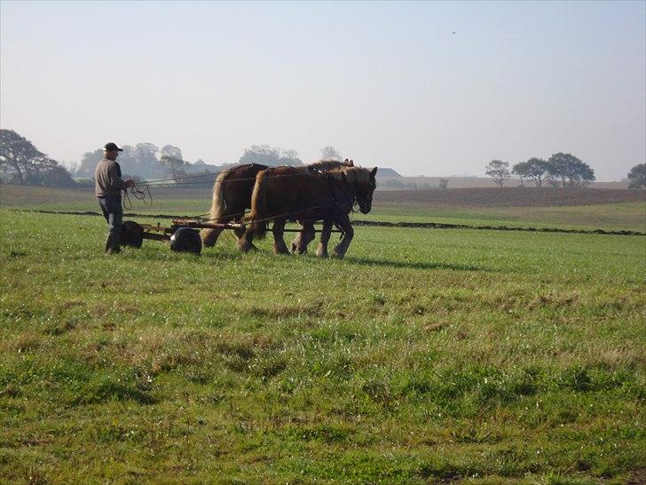 Jyde Kira Af Aggersgård RIP - tilkørselsweekend i Gesten billede 12