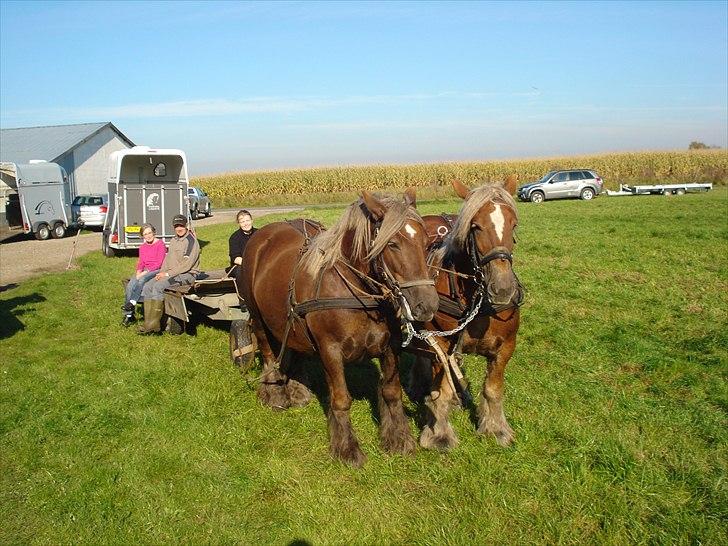 Jyde Kira Af Aggersgård RIP - Dawn og Kira tilbage igen efter en trave tur med vognen billede 13