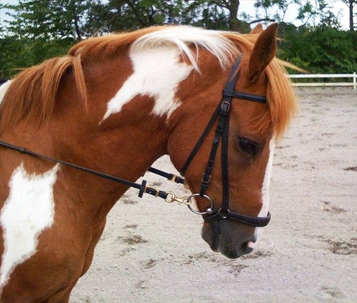 Hollandsk Sportspony Nicky (Født Nixon) - Du er så smuk ! :) billede 15