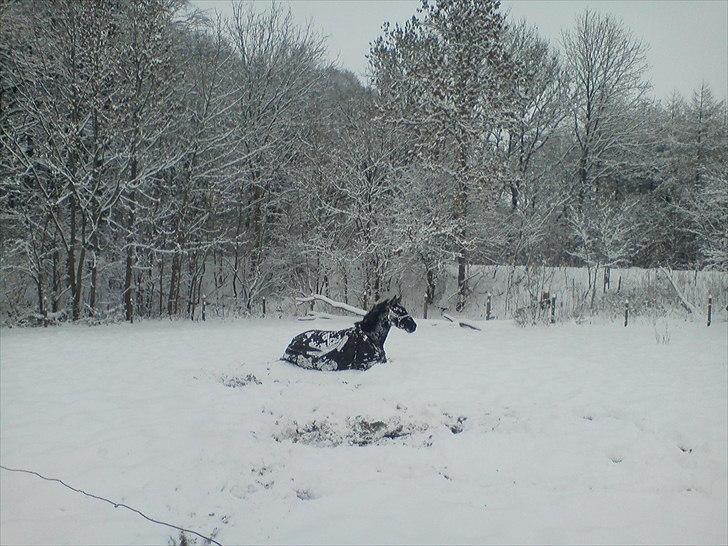 Anden særlig race IVER - Muldyret i sneen :D hehe, november 2010 billede 1