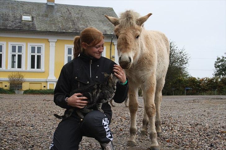 Fjordhest Lamhaves Zoey - Det sidste billede der blev taget af Zoey og jeg sammen :´( Jeg savner dig min skat :´(<3 Årsagen til bulen i handes pande er ukendt! billede 19