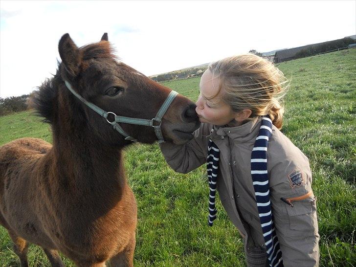 Islænder Stjarna fra Pilhøj - Et lille kys til dig min skat. Taget af: Pernilla Therkildsen. billede 10