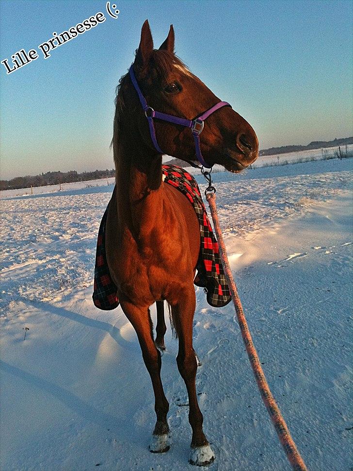 Fuldblod (XX) Tarika Pigen  ** SOLGT** - Nyt min smukke heste med nyt tæppe og grime. (:  billede 11