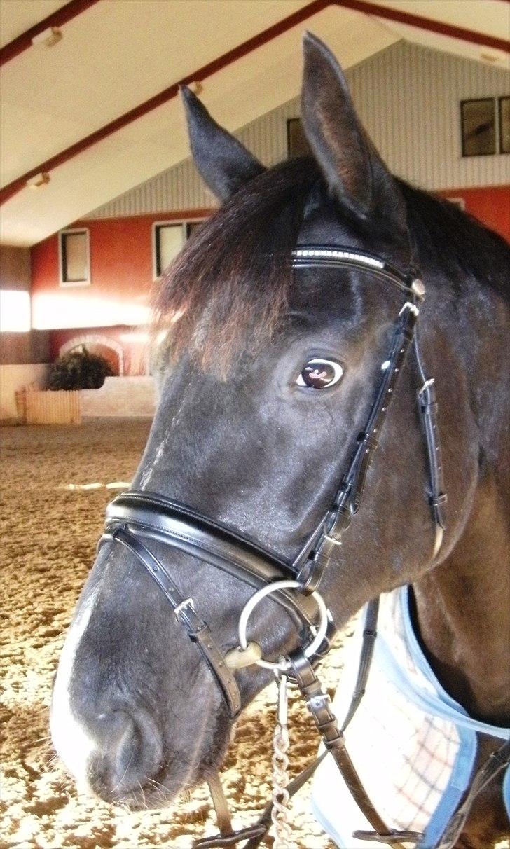 Dansk Varmblod Hjørnevang's Dominique - November 2010, Her har jeg haft Domino ca. 1md billede 4