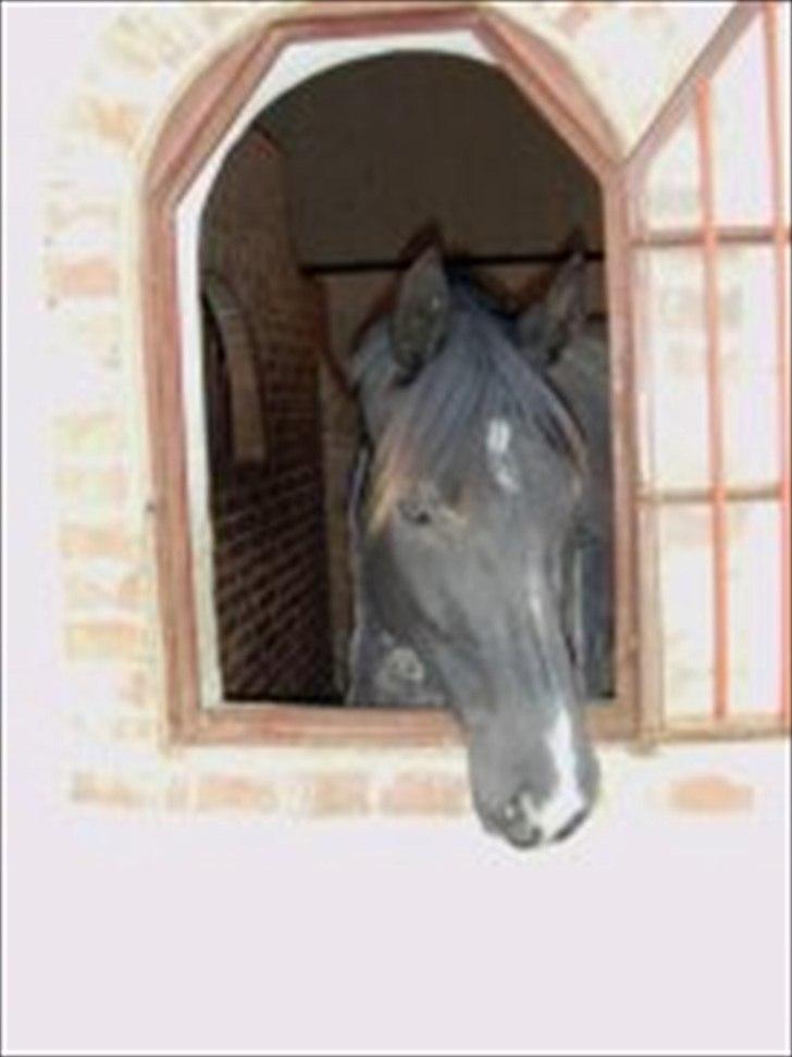 Dansk Varmblod Hjørnevang's Dominique - September 2010, en af de første dage Domino var min <3 hun nyder udsigten fra sin boks på Gunnarlunda billede 5
