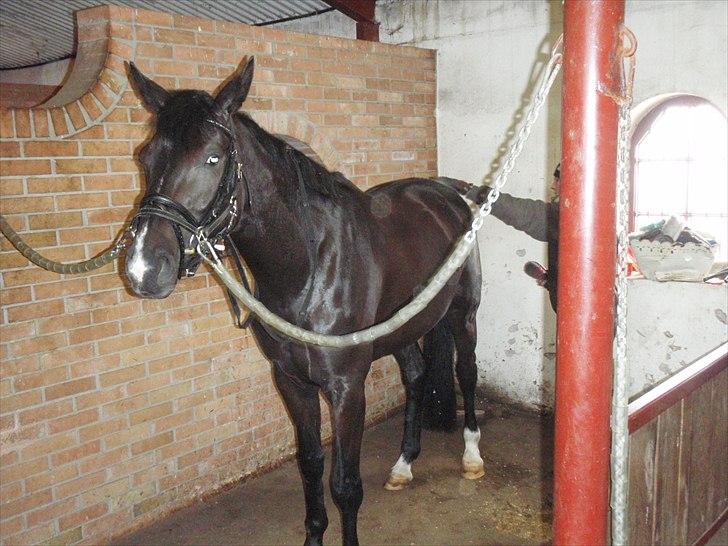 Dansk Varmblod Hjørnevang's Dominique - Marts 2011, Domino elsker at blive striglet :o) billede 6